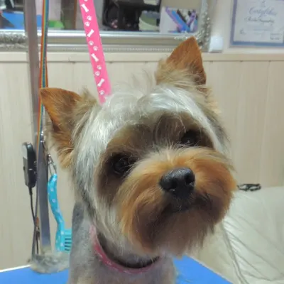 Salon Fryzjerski dla Psów i Kotów Coco